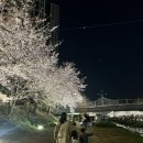 천호지공원 | 천안 벚꽃 명소 추천🌸 원성천 3년 연속 방문 후기 + 천호지 비교 (아이랑 어디가 좋을까?)