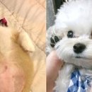 꼬순내 이미지