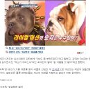 슈퍼독