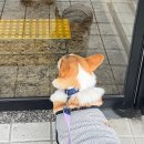 촌칭구짬뽕 | 봄봄봄 봄이 왔네요