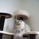 그루밍차차 이미지