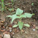 가덕농장 이미지