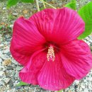 부용슈퍼 이미지