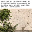 솜사탕후루 이미지