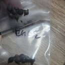 사랑초 헌터스문 이미지