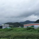 연세청과