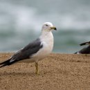 풍년숯불갈매기 | 구미 인동 갈매기살맛집 풍년숯불 내돈내산 후기