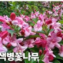 만첩