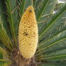 안좌면사무소 이미지