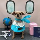 까까멍멍 이미지