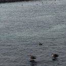 조하상점 이미지