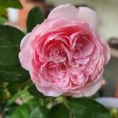 으뜸과버금 이미지