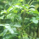 (주)오가 이미지