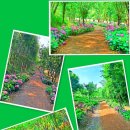 꽃담원 | 초여름 수국이 만발한 구미 다온숲 – 생태 회복의 기적, 꽃길 산책의 낭만