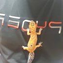 와이엔케이(YNK)렙타일 샵 방문기🐵