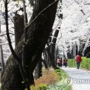 설레는 봄꽃의 계절…경기관광공사 추천 4월 여행지 6곳 이미지