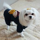 애견&만들기 이미지