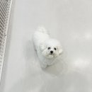 바오그루밍 이미지