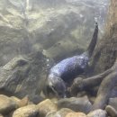 선단 PC방 | 06. 여름 싫어 인간의 여름맞이 | 광안리 서핑 | 태종대 수국 만개 | 사랑니 발치 후기 ... 🥟(aka. 짱구)