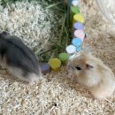 햄스터농장 이미지