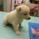 한얼동물병원 이미지