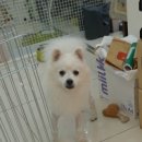 정이룸 동물병원 이미지