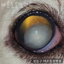 바른동물병원 이미지