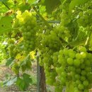 청수농장 이미지