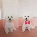 아토 강아지 미용실 이미지