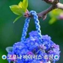 ✡ 내일부터 방역패스 유효기간 적용 이미지