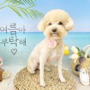 플라워퍼피 이미지