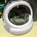 못골역 봄봄 동물약국 | 셋째냥이입양/ 회기 봄봄동물병원 후기❤️