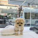 퍼펫 애견카페 이미지