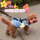 귀여운 강아지이름표 인식표 네임택 추천해요 오앤비 하트키링