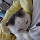 외동마님 이미지