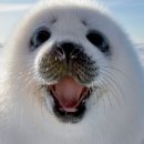 왕왕멍멍 이미지