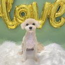 The 사랑할개(더사랑할개) 이미지