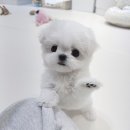 논현 켄넬 이미지