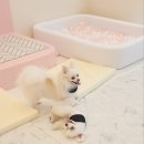 프레셔스독 이미지