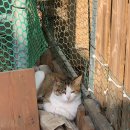 매지밀 딸기농장 이미지