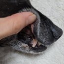 베를린 동물치과센터 이미지