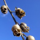 해골농장 이미지