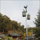 황금닭 이미지