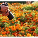 온花