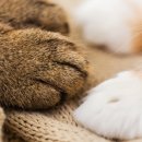 말랑말랑 이미지