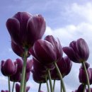 튜울립 이미지
