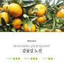 탐라귤빛 이미지