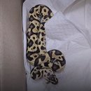 한강유역환경청 화장실 | 강남 지하철 화장실서 발견된 멸종위기 뱀 ‘불파이톤’... 국립생태원 이송