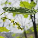 산겨릅나무(벌나무) 이미지