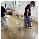 다산 애견훈련소 이미지